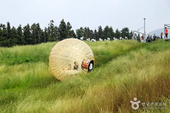 제주빅볼랜드 잔디 경사면의 빅볼 체험