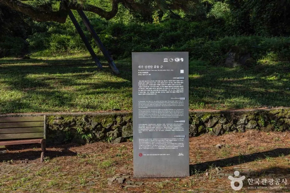 산천단곰솔 · 촬영일 미상 자료사진