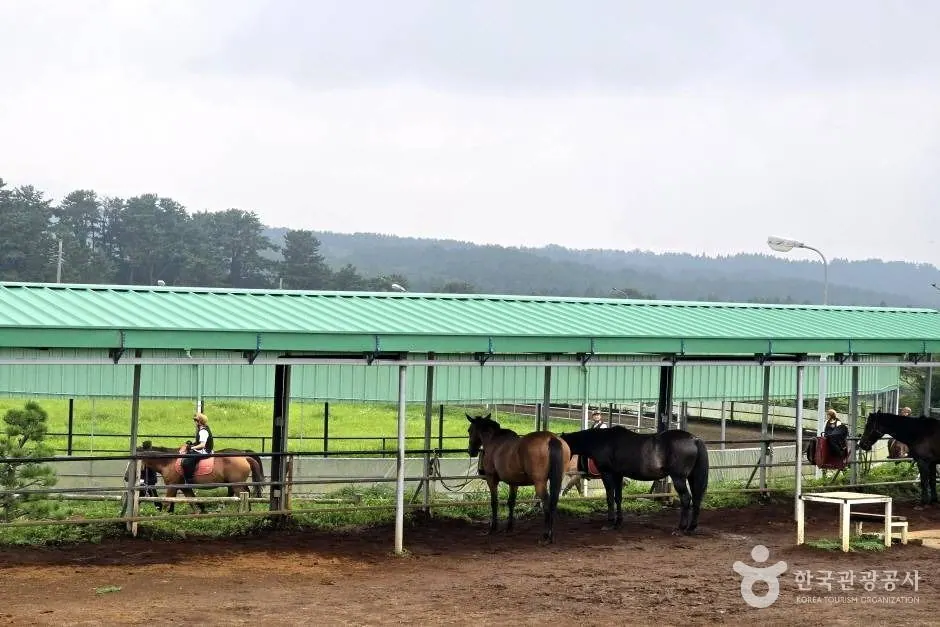 제주승마공원의 말과 승마 준비 공간 · 촬영일 미상 자료사진