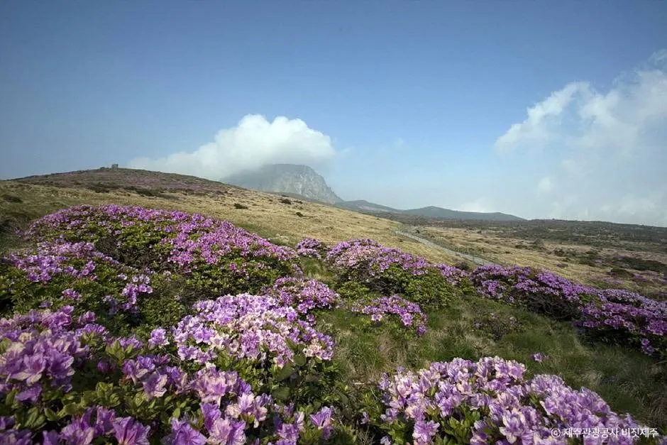 Witseoreum (Utseoreum)杜鵑花盛開的火山丘稜線 · 拍攝日期不詳的資料照片