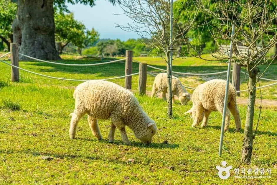 제주양떼목장 · 촬영일 미상 자료사진