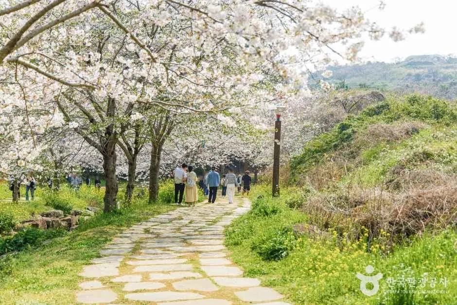 대왕수천예래생태공원 봄 산책길 · 촬영일 미상 자료사진