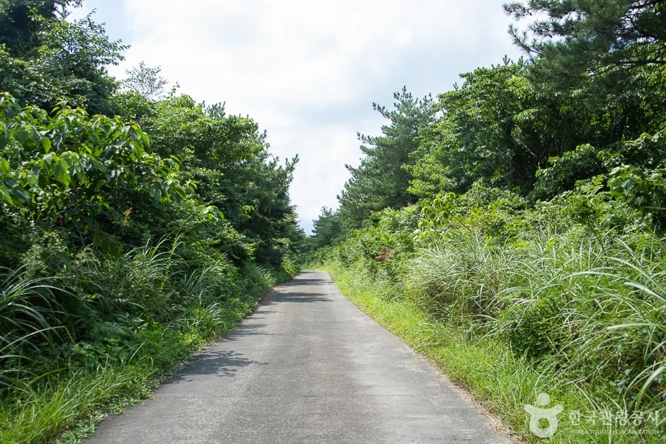 Maheuni Forest Path · 拍攝日期不詳的資料照片