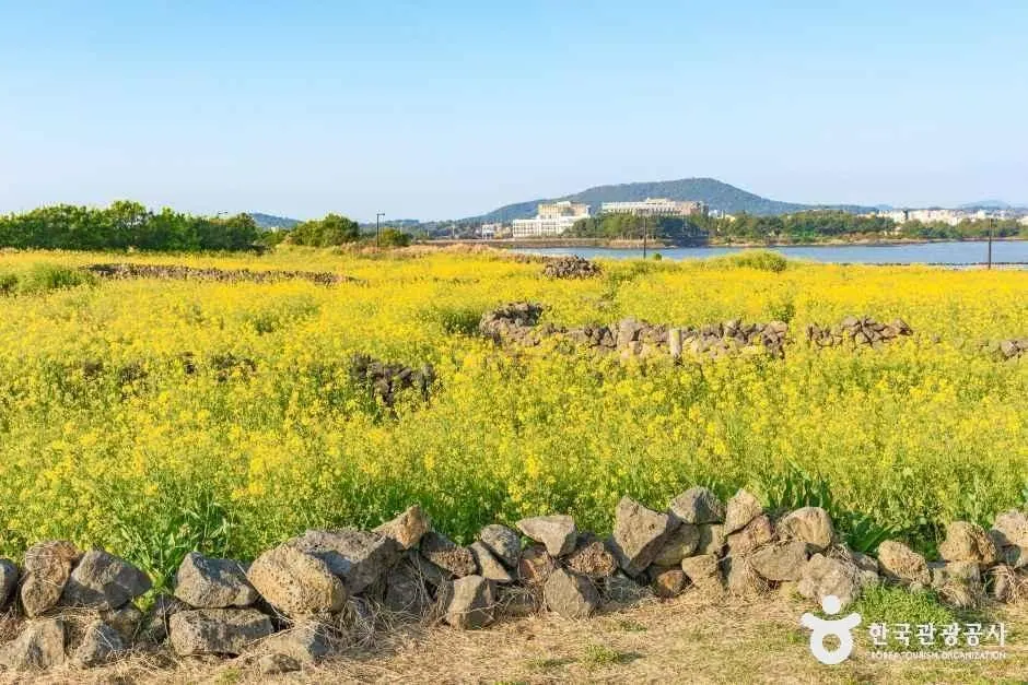 유채꽃재배단지 · 촬영일 미상 자료사진
