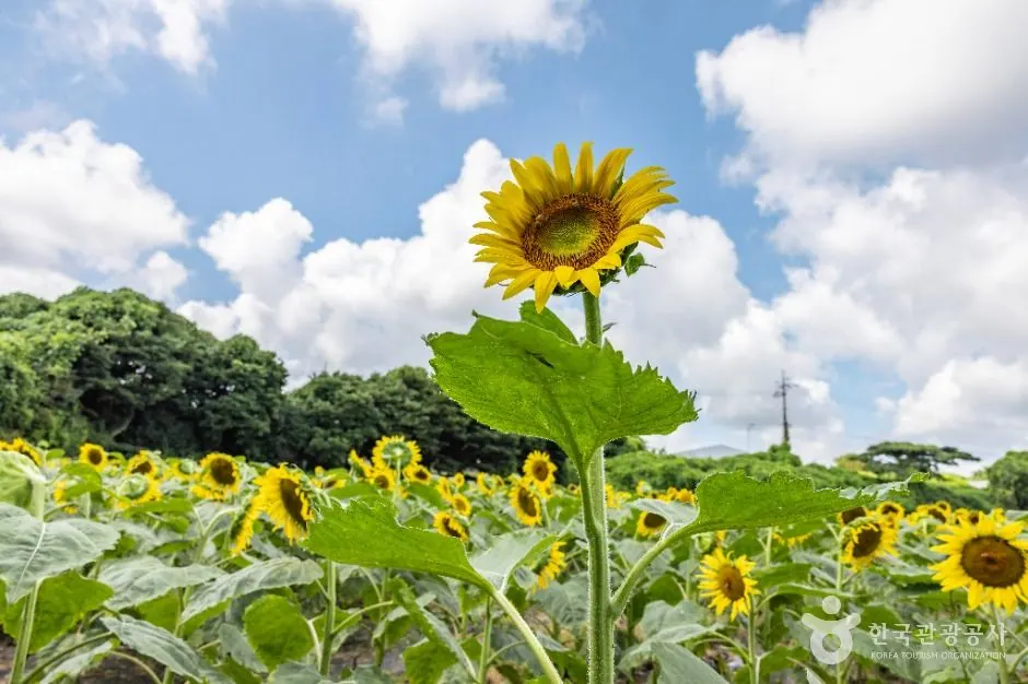 김경숙해바라기농장 해바라기밭 · 촬영일 미상 자료사진
