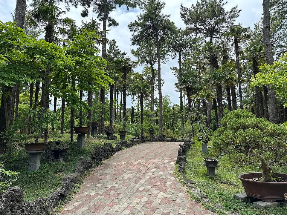 제주 한림공원의 분재와 나무 사이 정원 산책로