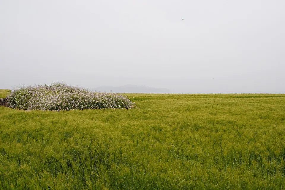 가파도 청보리밭 · 2011년 봄 자료사진